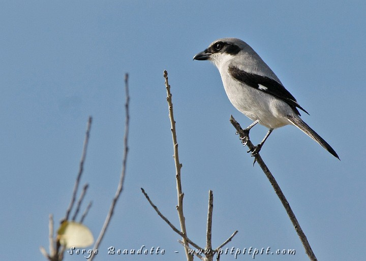 2009-01-04 13-32-22__MG_9754.JPG